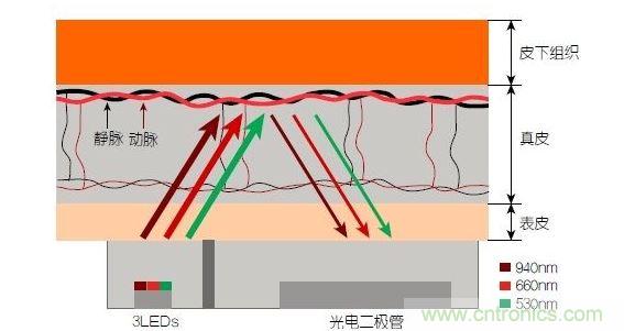反射光脈搏測量原理。傳感器發(fā)出的光透過皮膚和組織，一部分被吸收，一部分被反射回檢測器。因?yàn)閯用}中的血流量隨心臟的每次跳動會有所變化，因此光線被吸收的量以及檢測器收到的信號強(qiáng)度也會隨之發(fā)生改變。綠光可以在手腕處提供最佳結(jié)果，而紅光和紅外光一般用于手指測量。 8