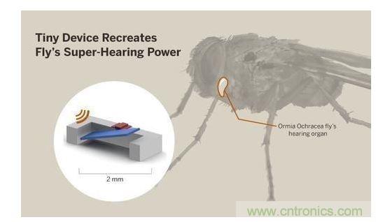 顯示研究人員們經(jīng)由這種寄生蠅的聲音處理機制啟發(fā)，開發(fā)出一款低功耗的麥克風(fēng)組件。