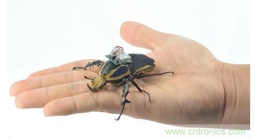 研究人員觀察手中的花甲蟲及其背包等細節。